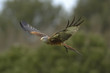 red kite flying