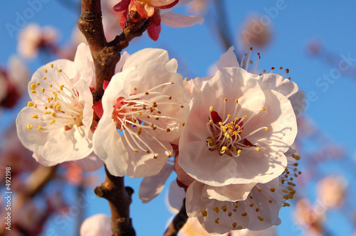 fleur avant le fruit
