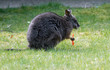 wallaby de eugêne