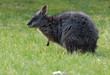 wallaby de eugêne
