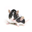 Foto: mice in love 2 mice in love 2