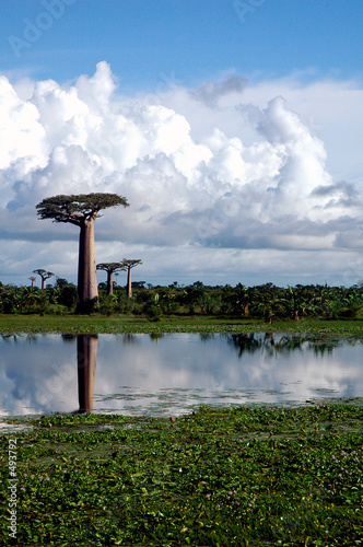 baobab miroir (marofandilia, madagasikara)