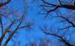 dried trees