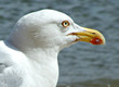 möwe möwe