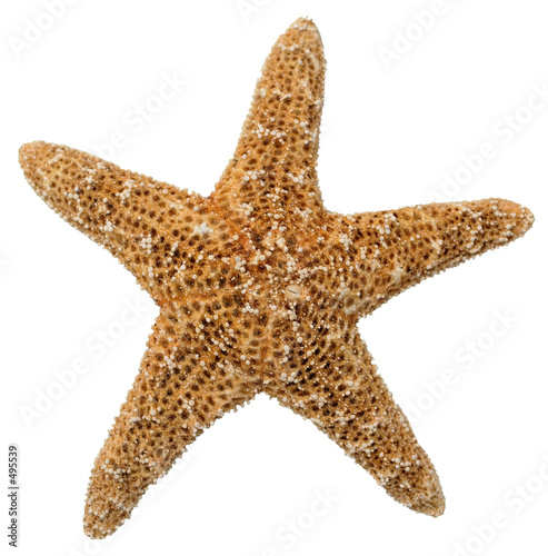 seestern