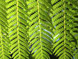 Fern