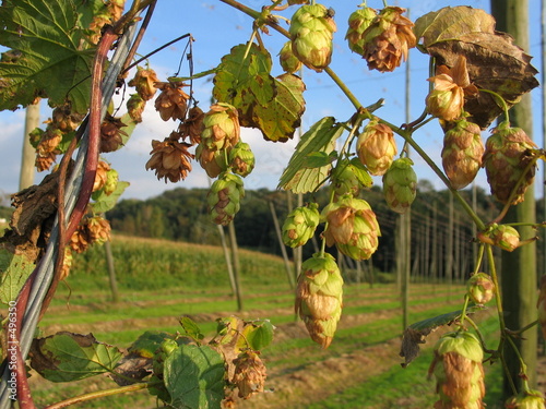 houblon
