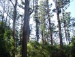 Photo: australian mountain ash australian mountain ash