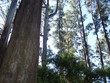 australian mountain ash gums kallista