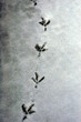 spuren im schnee