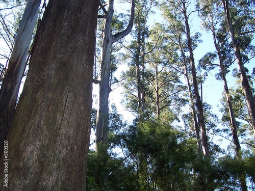 Photo: australian mountain ash gums kallista australian mountain ash gums kallista