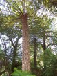 Photo: bright green australian treefern bright green australian treefern
