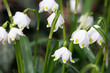 Foto: die frühlingsboten die frühlingsboten