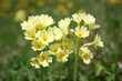 schlüsselblumen im sonnenschein