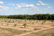 florida orange groves
