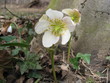 schneerose