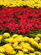 red and yellow flowers