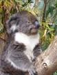 koala koala