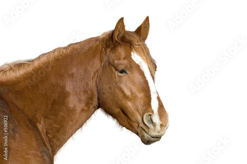 isolated horse