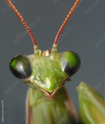 mantis mantis
