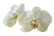 orchidée orchidée