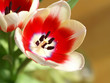 Foto: tulpe neigt sich zur sonne tulpe neigt sich zur sonne