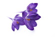crocus