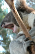 yawning oz koala