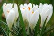 Crocus alb