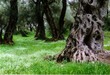 frühling im olivenhain