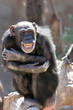 monkey laughing and grinning at crowds at the zoo