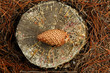 pine cone