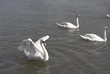 swan stretching wings swan stretching wings