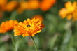 orange flower
