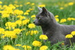 cat in the dandelions