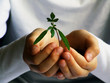 seedling