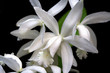 cattleya, orchid