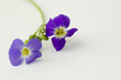 fleurs sauvages de studio
