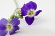 fleurs sauvages de studio