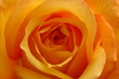 orange rose ii