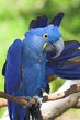 hyacinth macaw