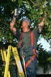 tree surgeon on ladder