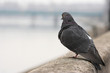 pigeon