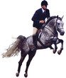 grey hunter jumper horse