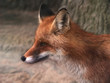 red fox red fox