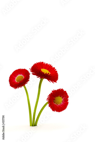 blumen strauss