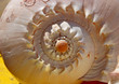 shell spiral