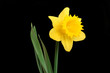 the daffodil, emblem of wales