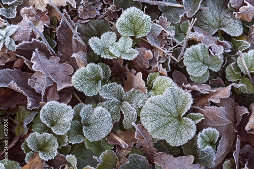forêt saint germain