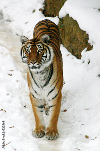 tigre